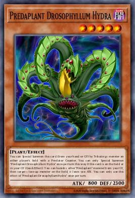 Predaplant Drosophyllum Hydra